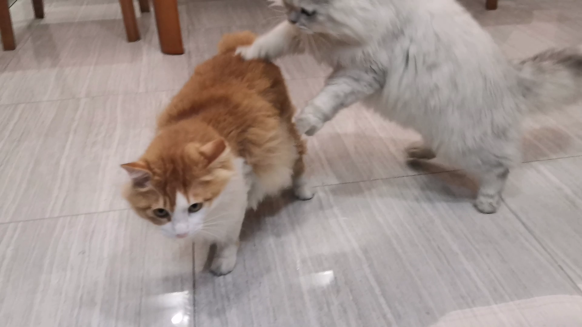 【米糊与烧麦】隔着玻璃讨要奶茶喝的猫猫打了起来